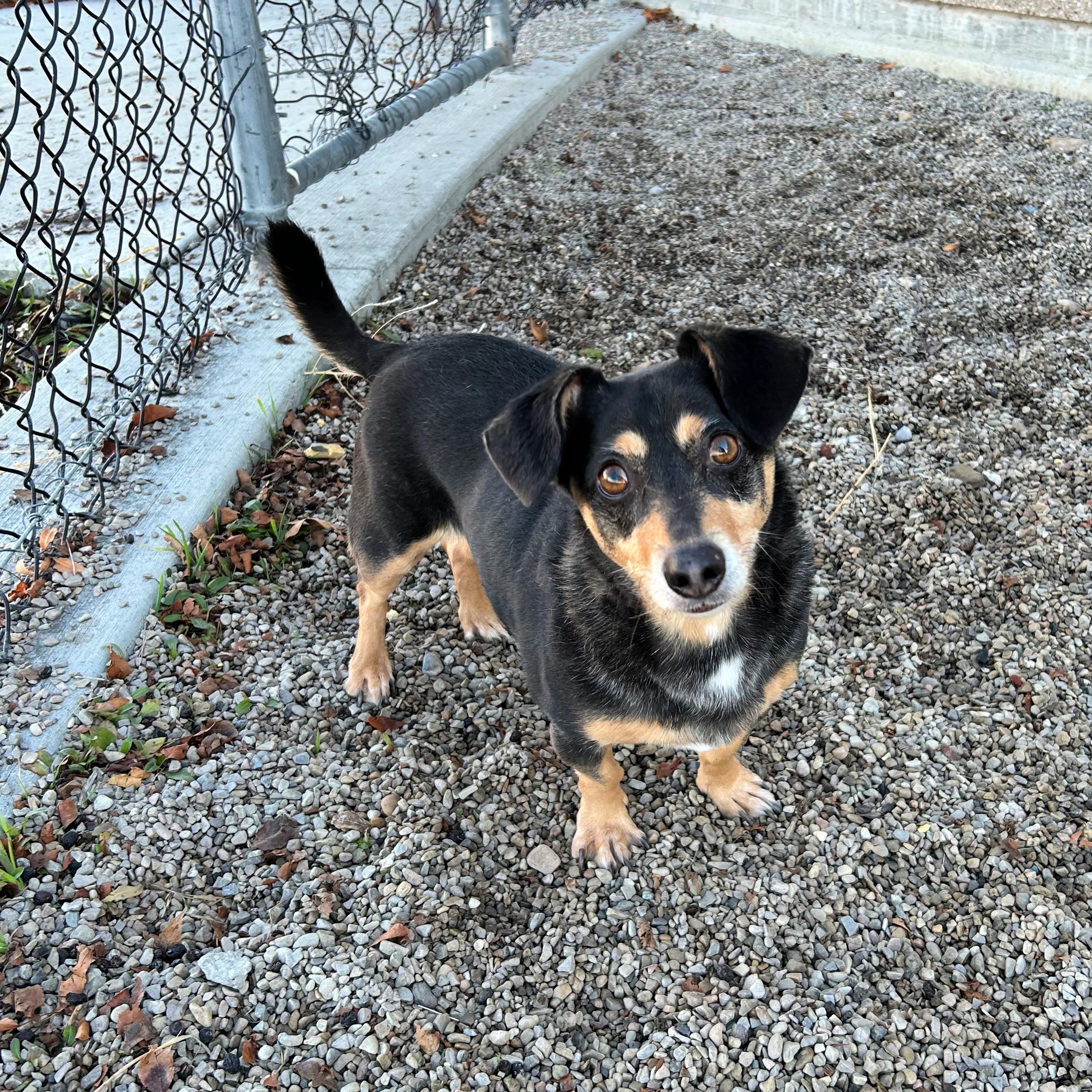 Oreo, a ADOPTABLE mixed breed in Lindon, UT image 5/5