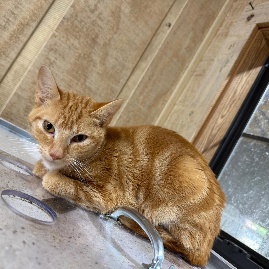 Clementine 031001A, Adoptable, Young Female Domestic Short Hair.