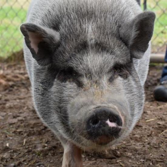 Martha, a Adoptable mixed breed in Fairport, NY image 1/4