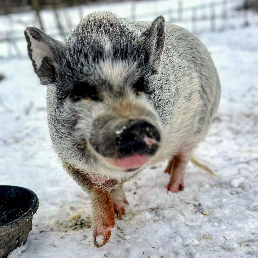 Martha, a Adoptable mixed breed in Fairport, NY image 3/4