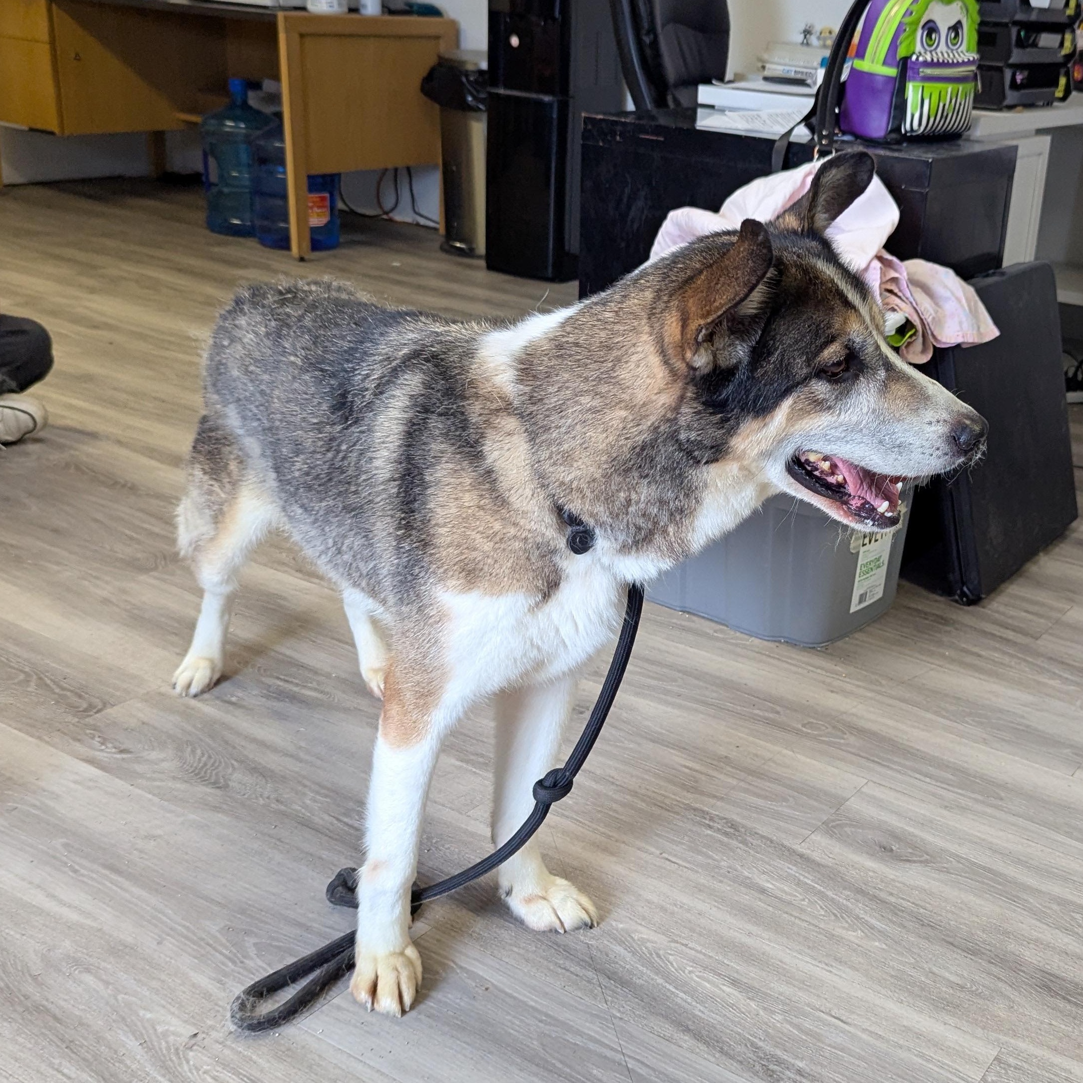 Enlarge Reuben, a ADOPTABLE Mixed Breed in Morden, MB image 2/5