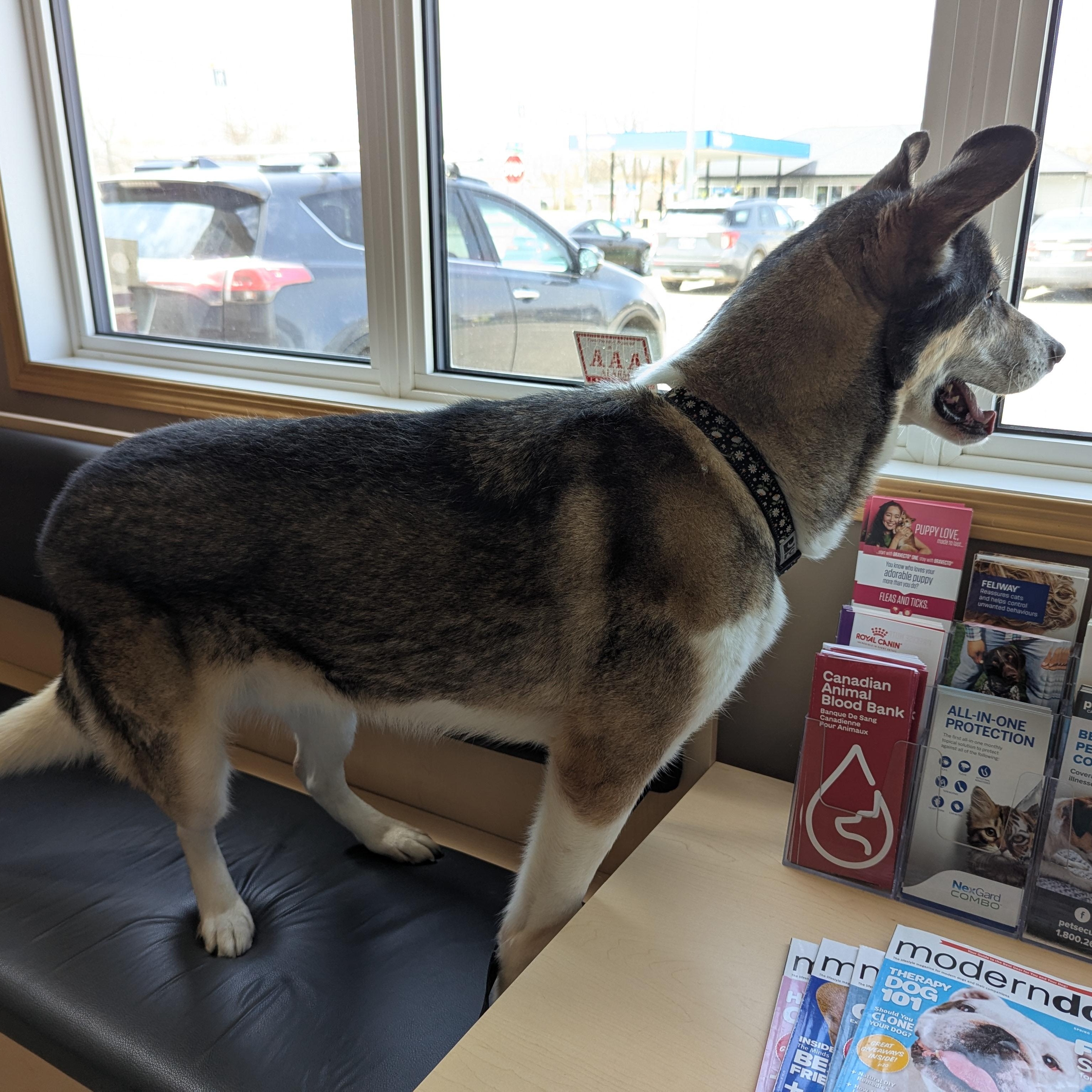 Enlarge Reuben, a ADOPTABLE Mixed Breed in Morden, MB image 5/5
