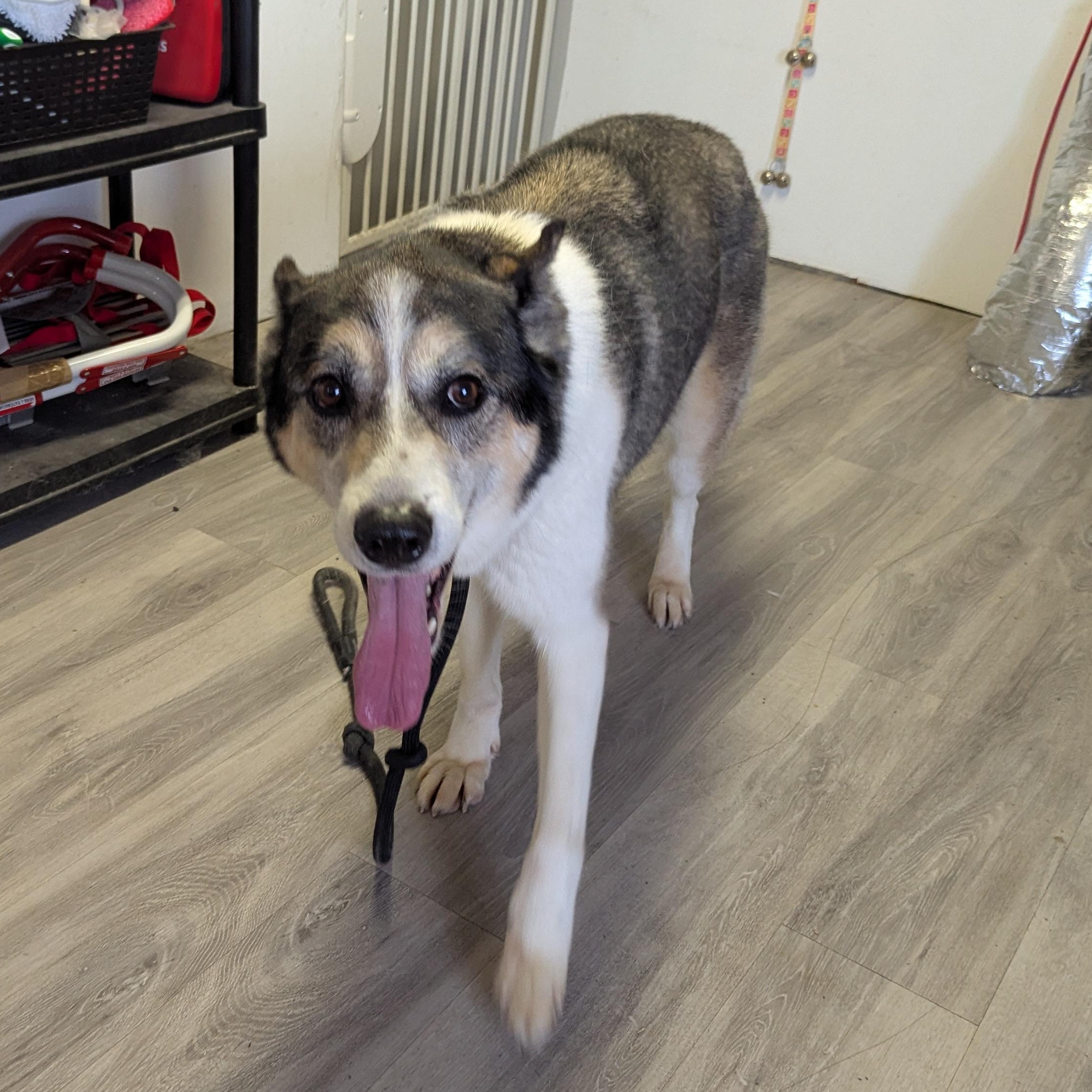 Enlarge Reuben, a ADOPTABLE Mixed Breed in Morden, MB image 3/5