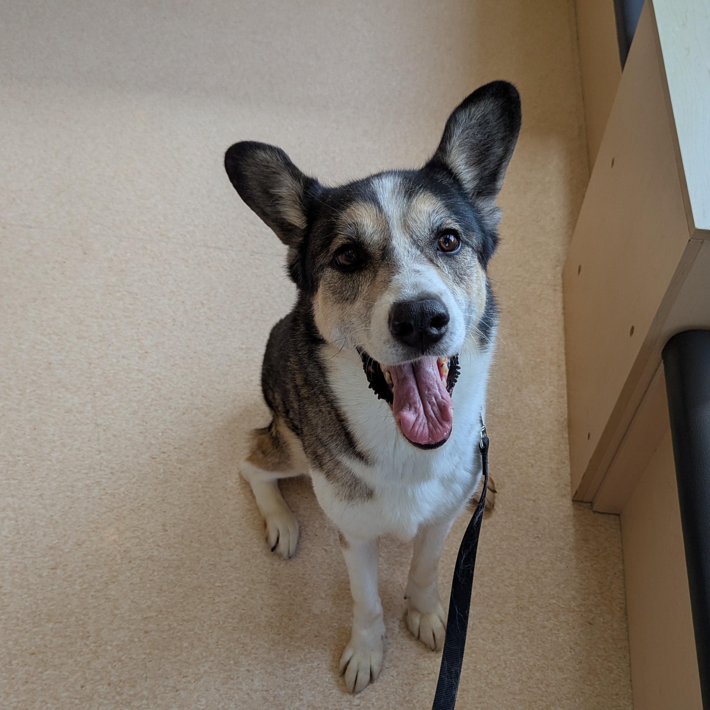 Reuben, ADOPTABLE, Senior Male Mixed Breed.