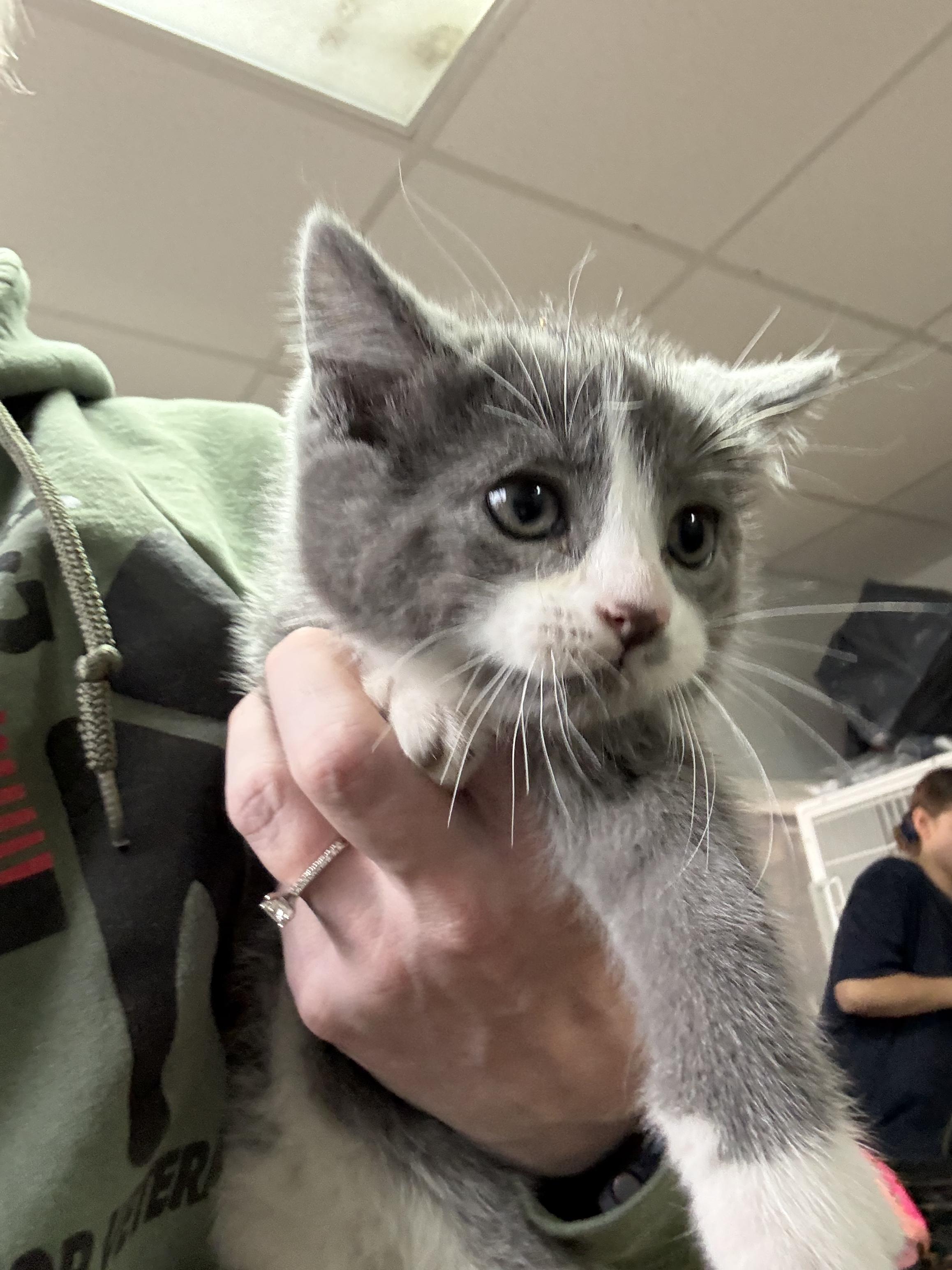 Turtle Tuck — thumbnail 3