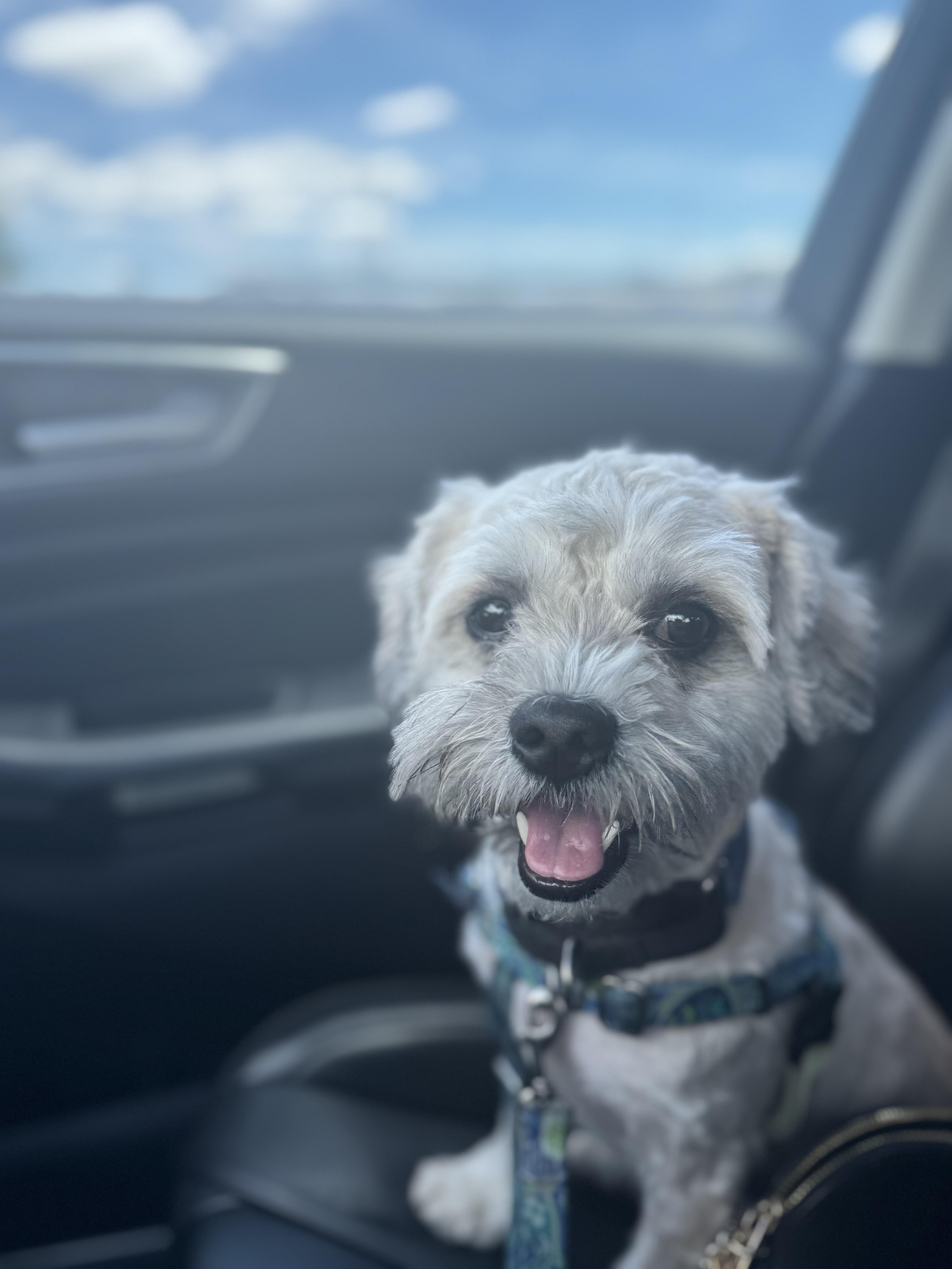 Foggy, Adult Male Maltese