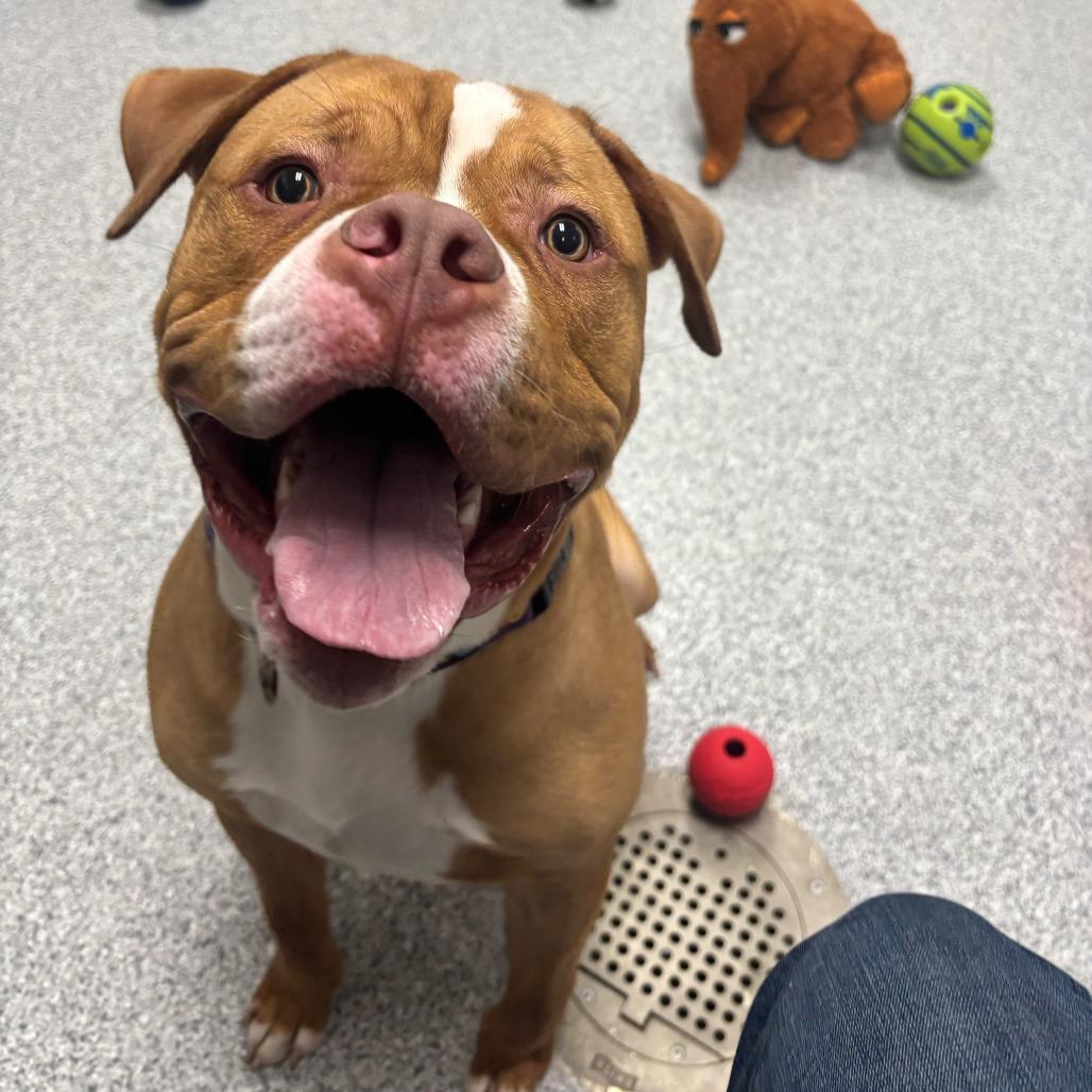 Kincade, Adoptable, Adult Male American Staffordshire Terrier.