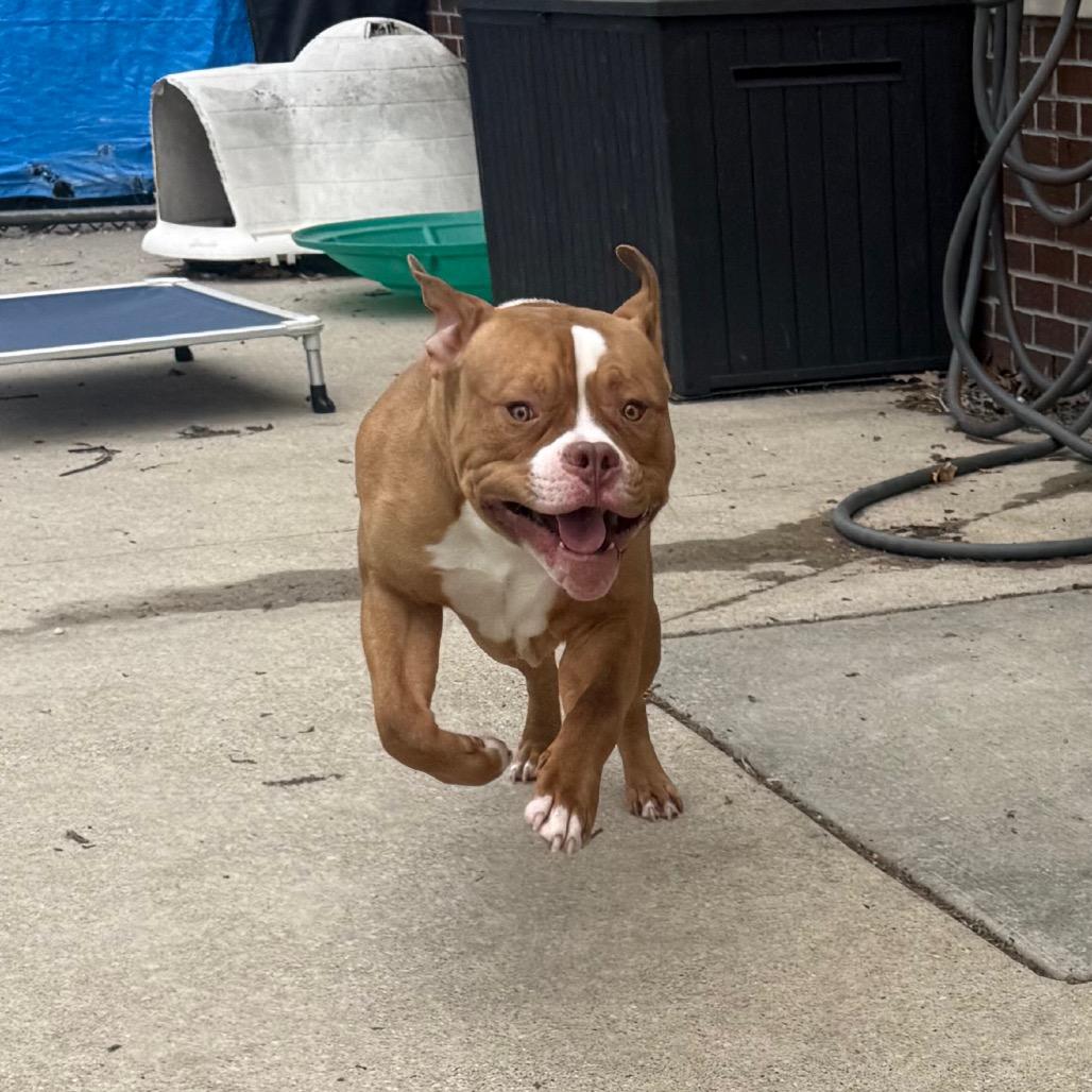 Enlarge Kincade, a Adoptable American Staffordshire Terrier in Grand Rapids, MI image 2/5