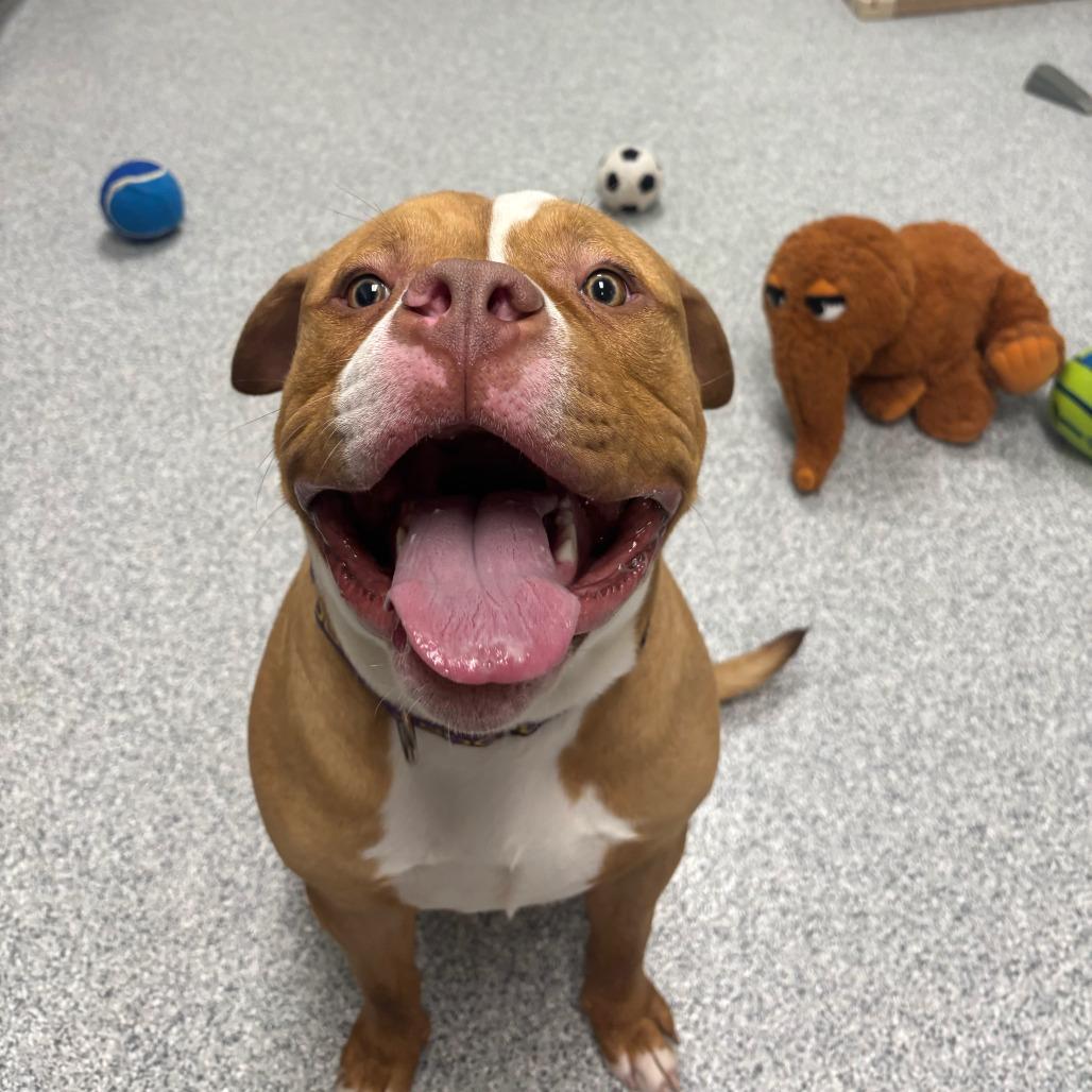 Enlarge Kincade, a Adoptable American Staffordshire Terrier in Grand Rapids, MI image 3/5