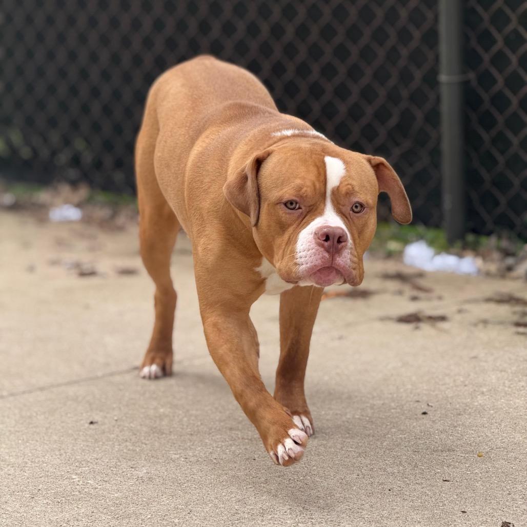 Enlarge Kincade, a Adoptable American Staffordshire Terrier in Grand Rapids, MI image 4/5
