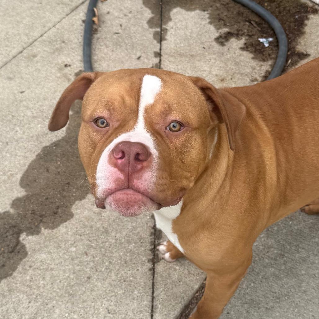 Enlarge Kincade, a Adoptable American Staffordshire Terrier in Grand Rapids, MI image 5/5