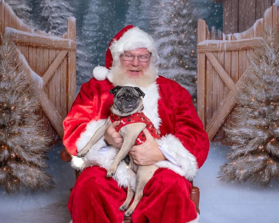 Enlarge Margot, a ADOPTABLE Pug in Aiken, SC image 5/5