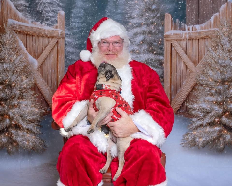 Enlarge Margot, a ADOPTABLE Pug in Aiken, SC image 2/5