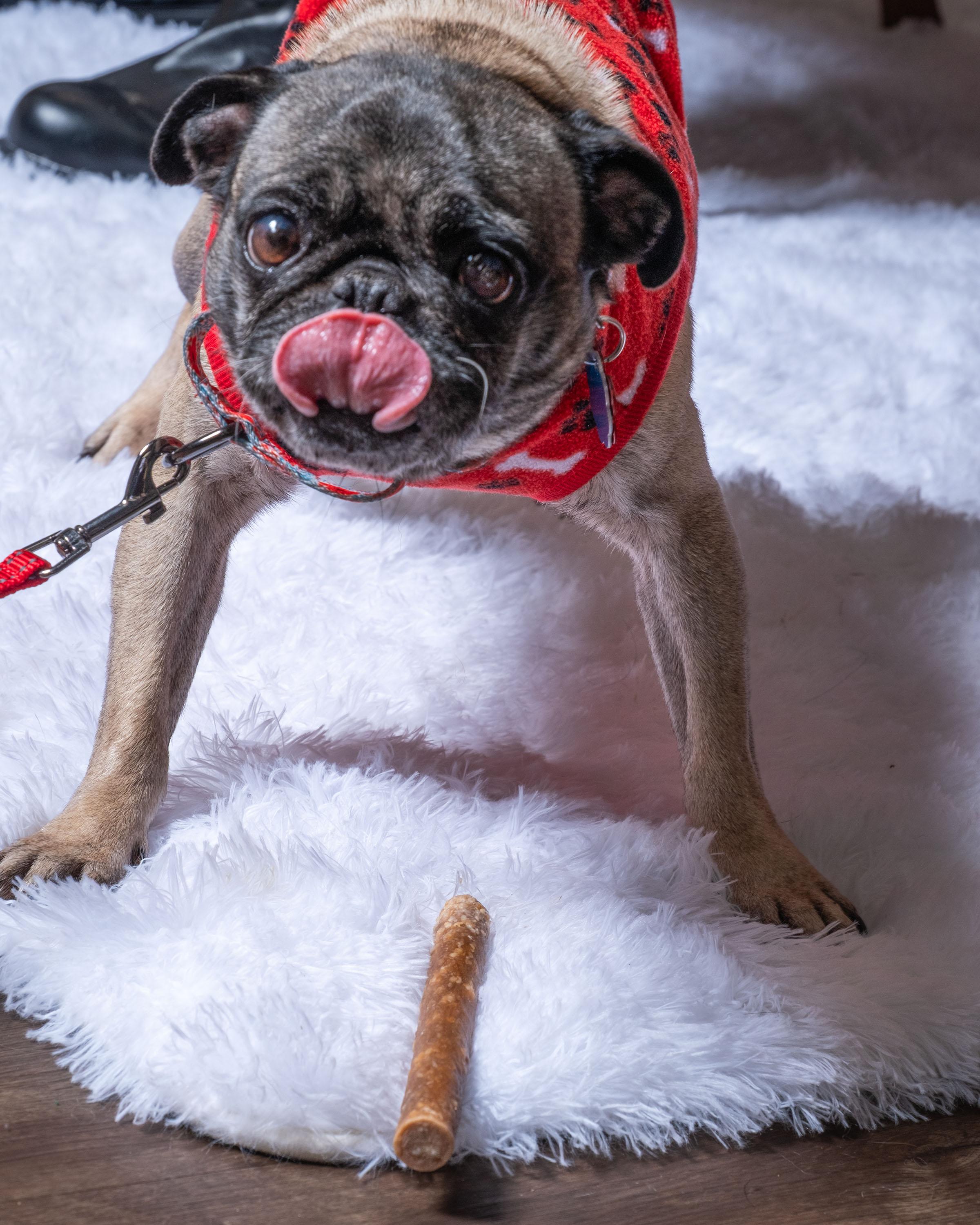 Enlarge Margot, a ADOPTABLE Pug in Aiken, SC image 4/5