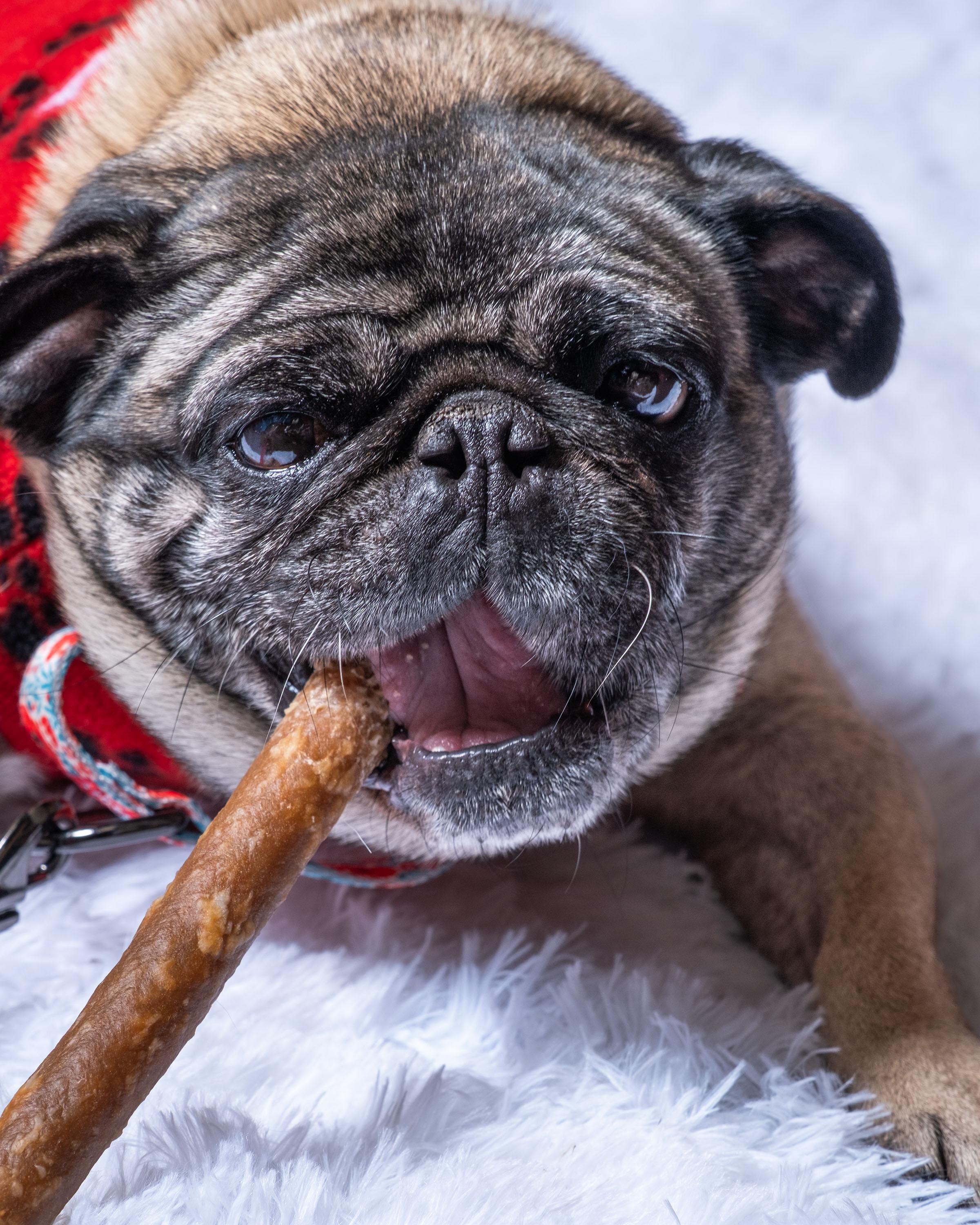 Enlarge Margot, a ADOPTABLE Pug in Aiken, SC image 1/5