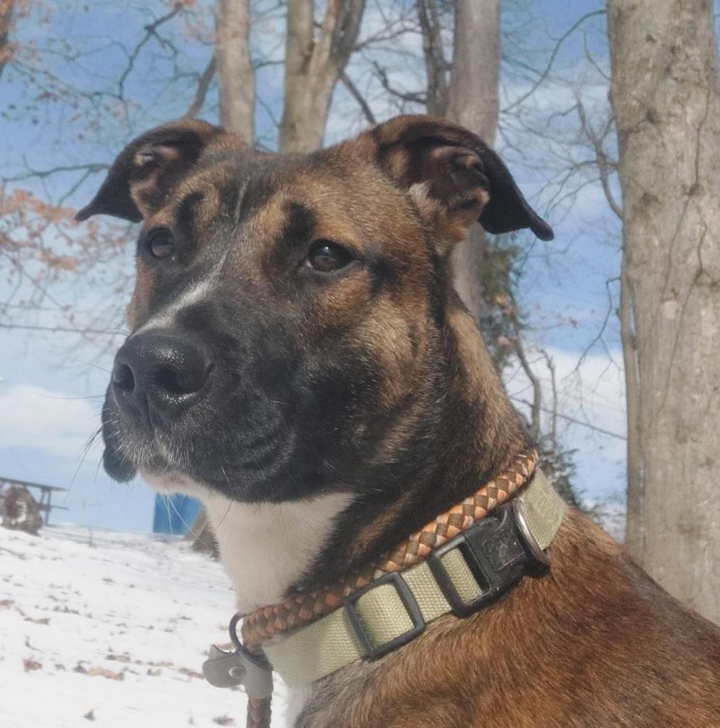 Enlarge Halpert AKA "Kato, a Adoptable mixed breed in Saint Clairsville, OH image 1/5