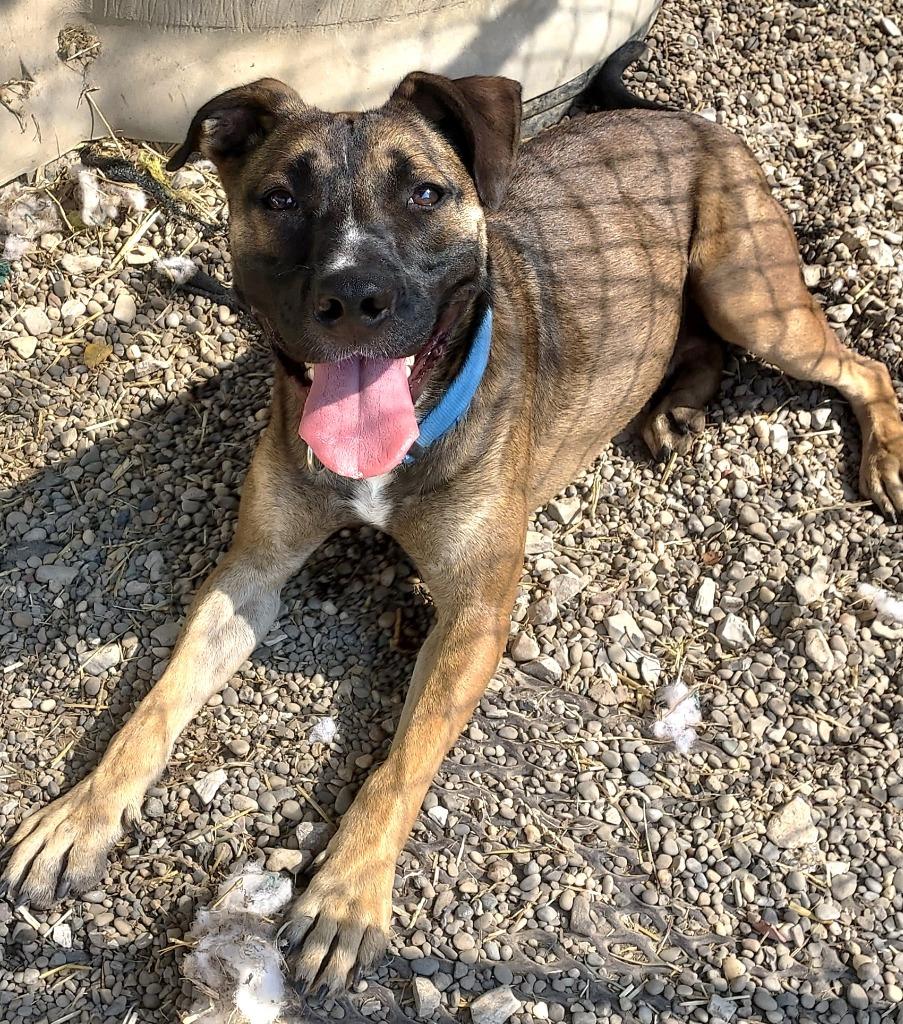 Enlarge Halpert AKA "Kato, a Adoptable mixed breed in Saint Clairsville, OH image 2/5