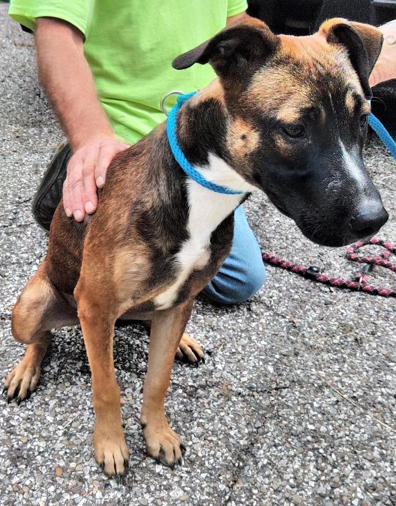 Enlarge Halpert AKA "Kato, a Adoptable mixed breed in Saint Clairsville, OH image 3/5