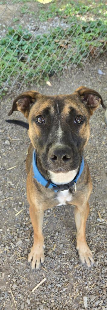 Enlarge Halpert AKA "Kato, a Adoptable mixed breed in Saint Clairsville, OH image 4/5