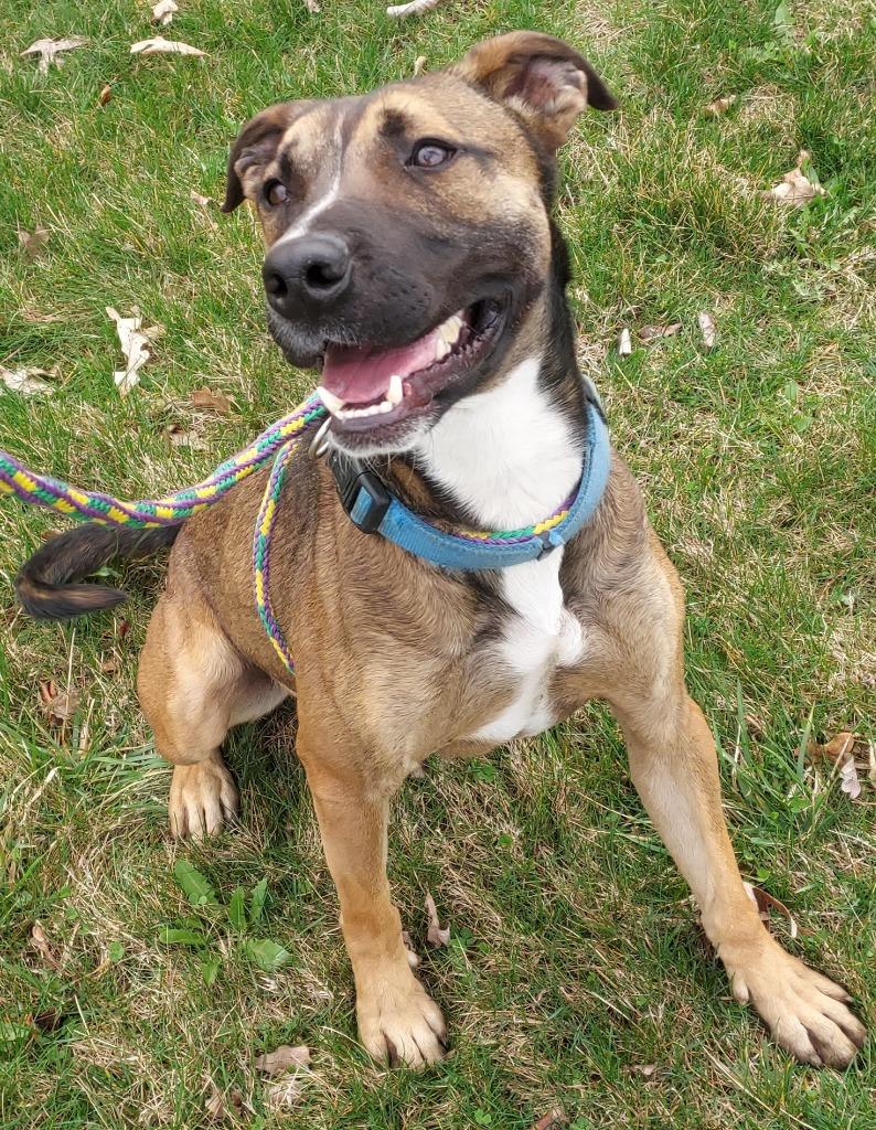 Enlarge Halpert AKA "Kato, a Adoptable mixed breed in Saint Clairsville, OH image 5/5