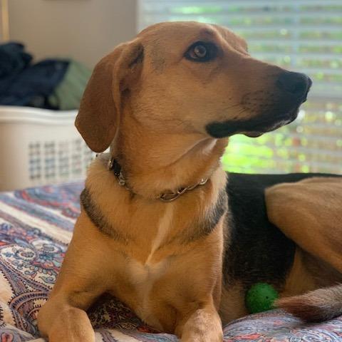 NY Bella (Home in Hartsdale NY), Adoptable, Adult Female German Shepherd Dog & American Foxhound.