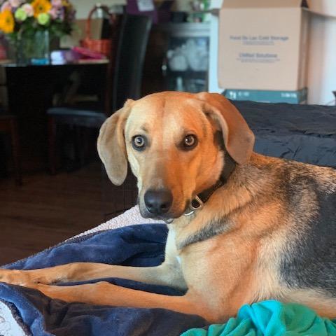 NY Bella (Home in Hartsdale NY), a Adoptable mixed breed in Stormville, NY image 2/6