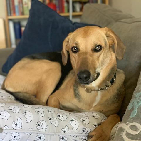 NY Bella (Home in Hartsdale NY), a Adoptable mixed breed in Stormville, NY image 3/6