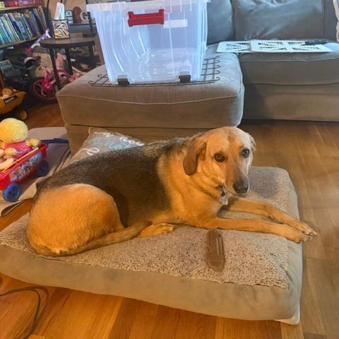 NY Bella (Home in Hartsdale NY), a Adoptable mixed breed in Stormville, NY image 4/6