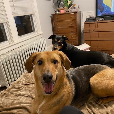 NY Bella (Home in Hartsdale NY), a Adoptable mixed breed in Stormville, NY image 5/6