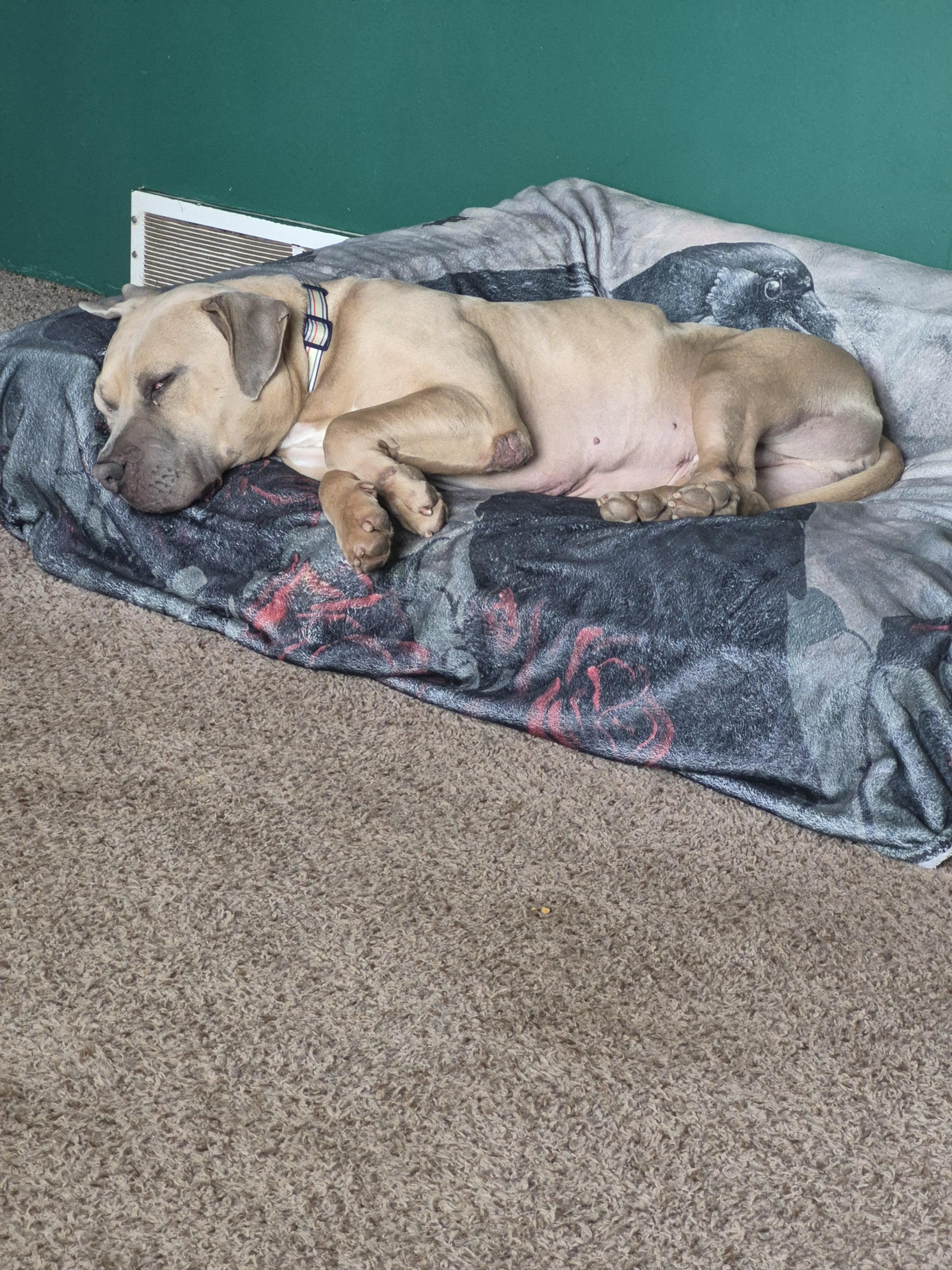 Maximus, a Adoptable American Bulldog in Colorado Springs, CO image 1/3