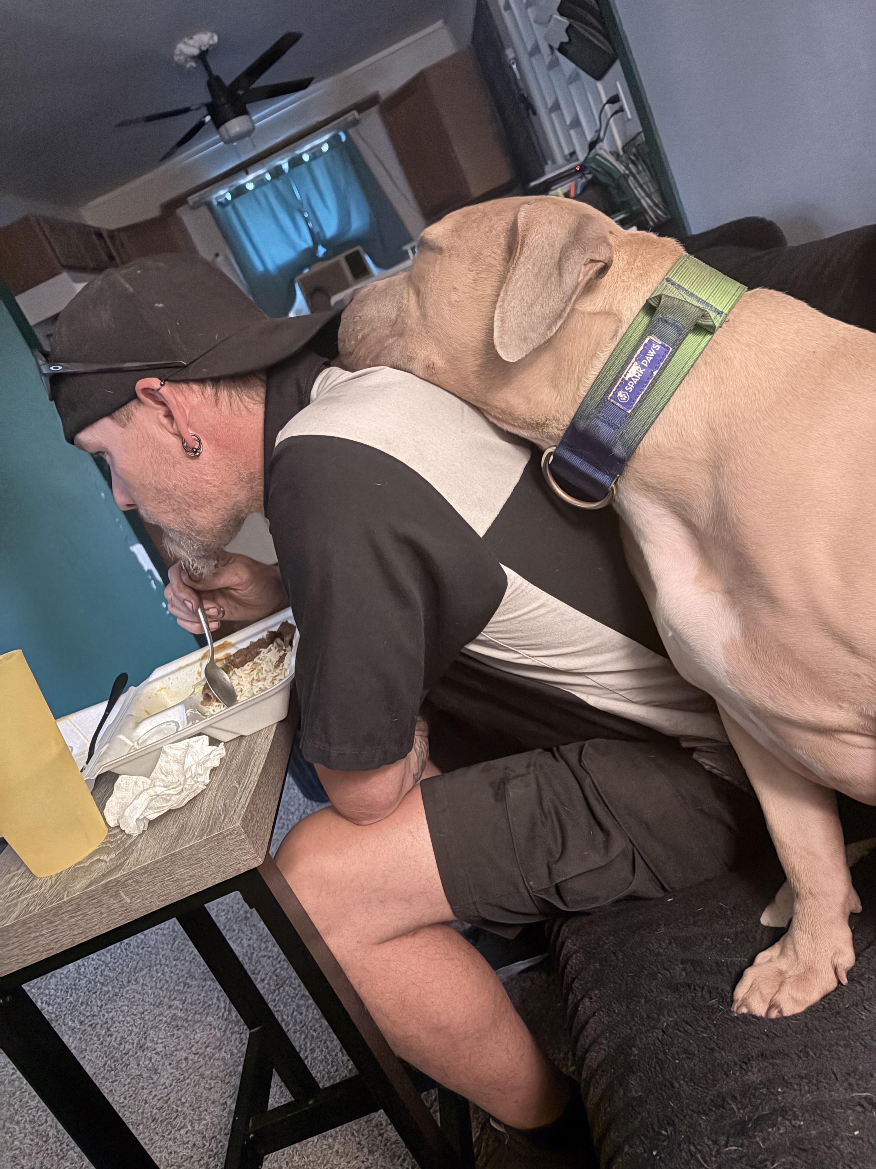 Maximo, a Adoptable American Bulldog in Colorado Springs, CO image 2/6