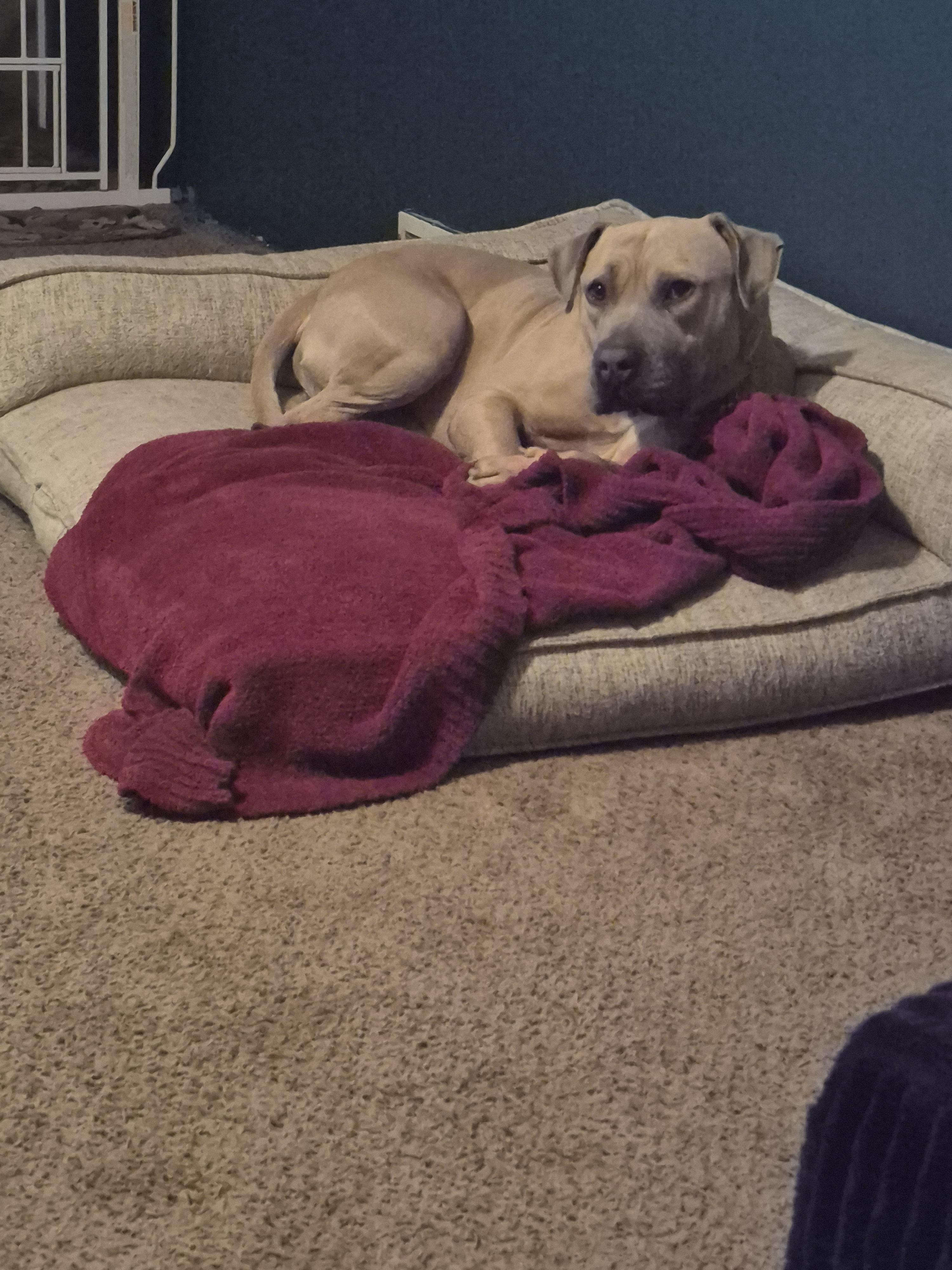 Maximus, a Adoptable American Bulldog in Colorado Springs, CO image 2/3