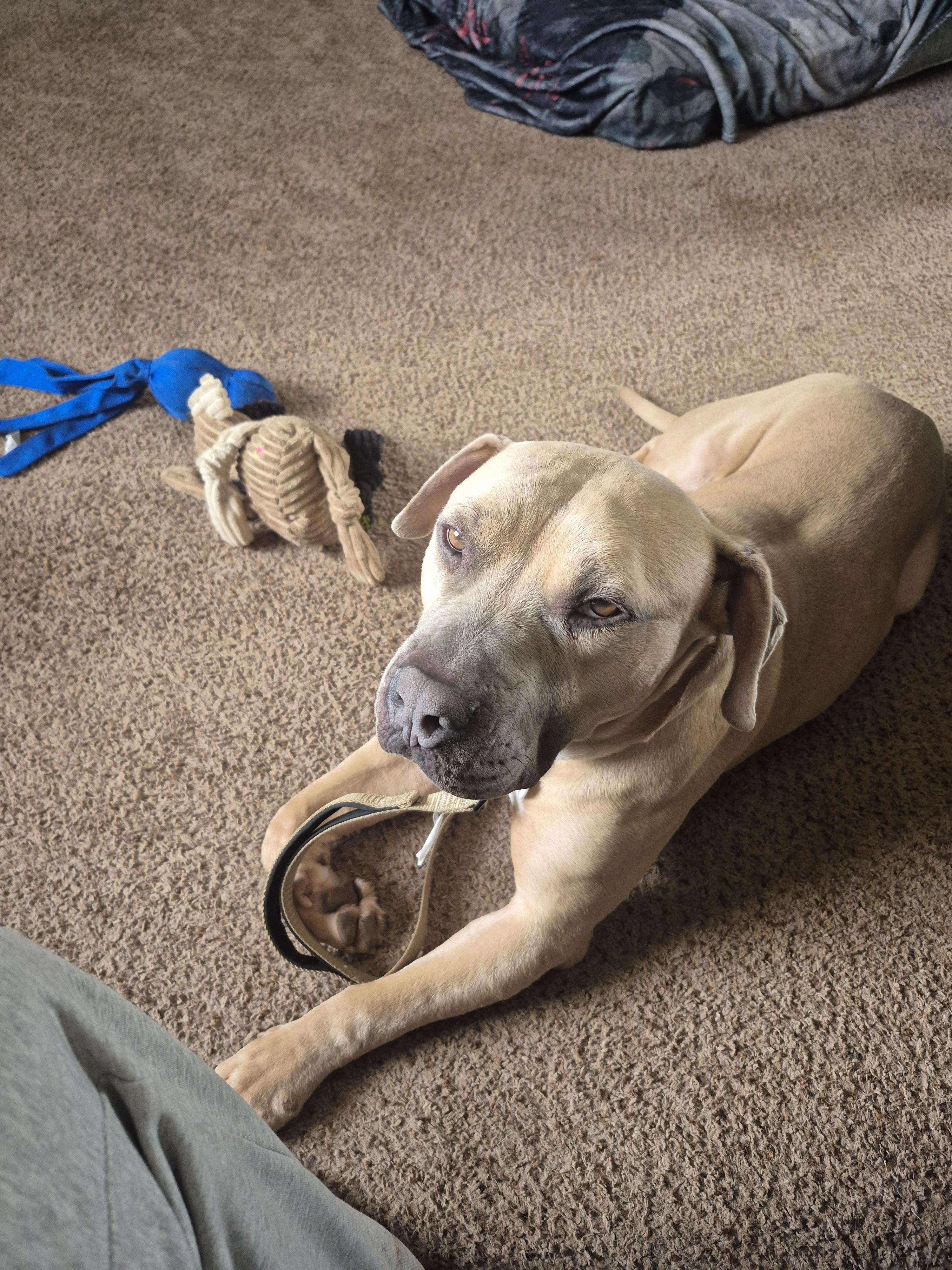 Maximus, a Adoptable American Bulldog in Colorado Springs, CO image 3/3