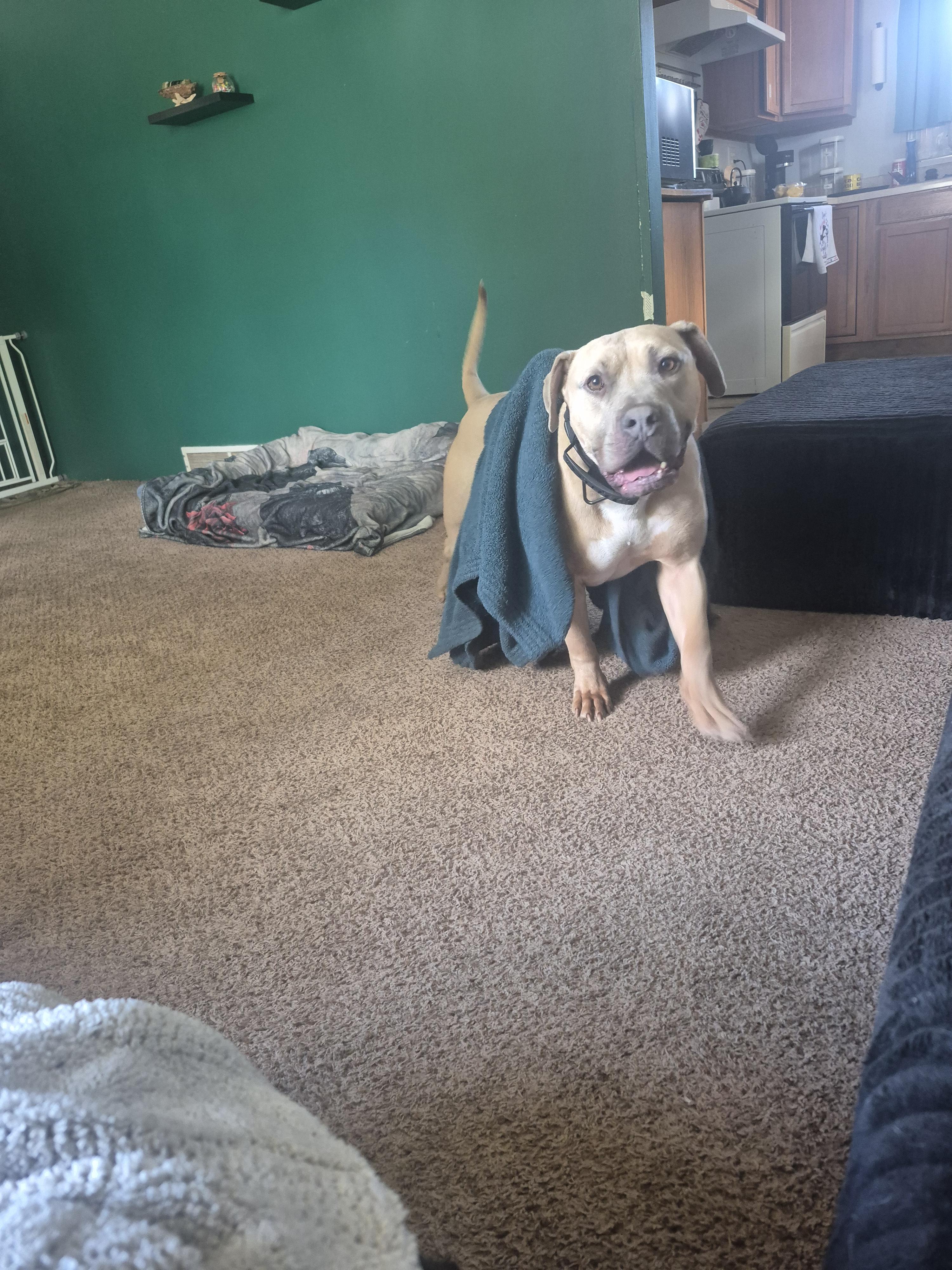 Maximo, a Adoptable American Bulldog in Colorado Springs, CO image 6/6