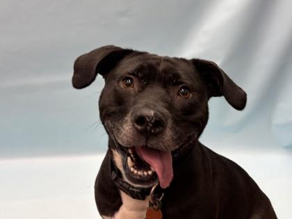 Enlarge Daphne, a Adoptable mixed breed in Golden Valley, MN image 1/1