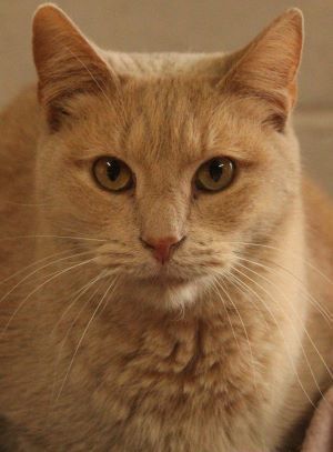 Edison, a Adoptable mixed breed in Savannah, MO image 1/2