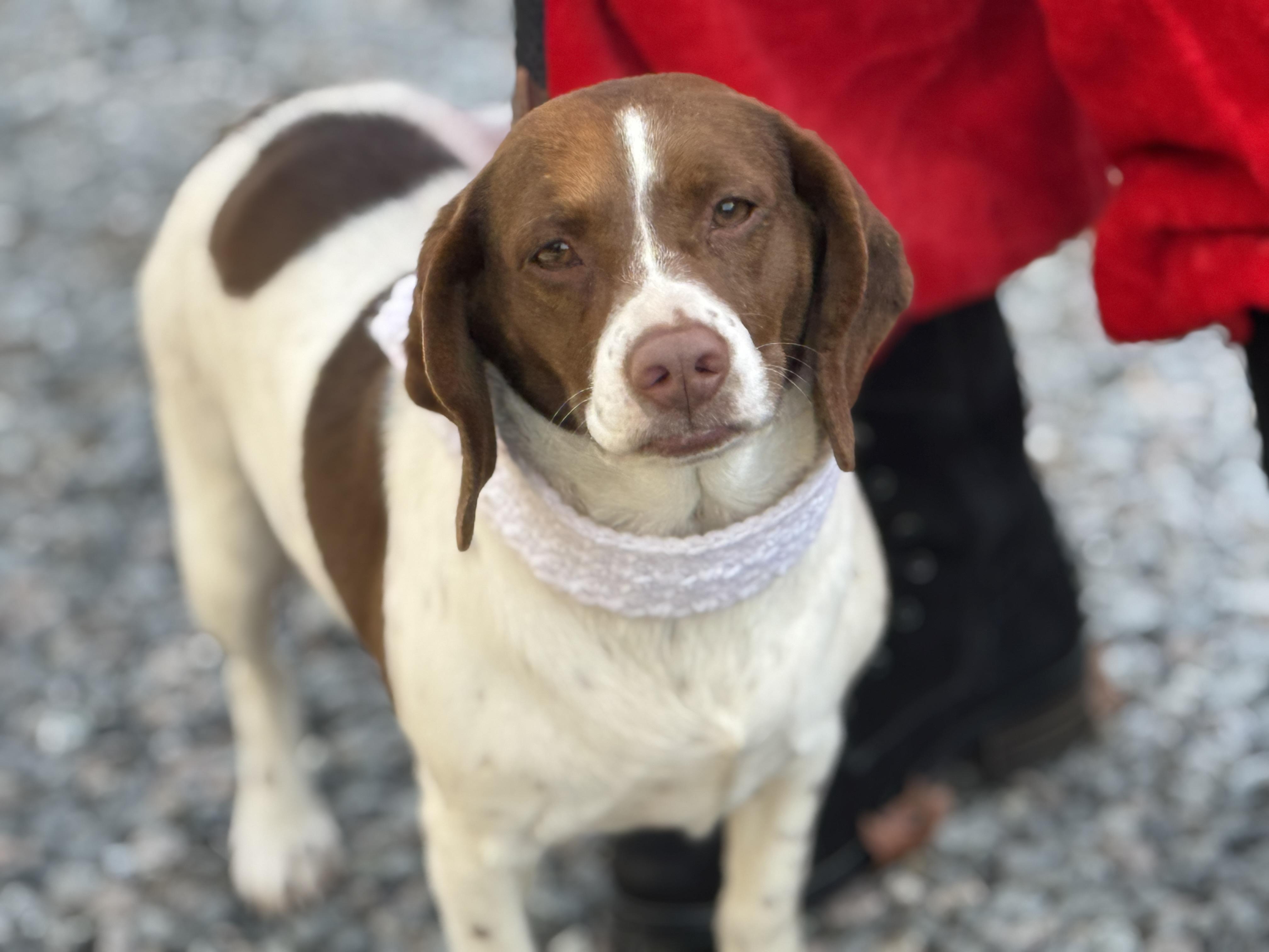 Gracie, ADOPTABLE, Adult Female Beagle.