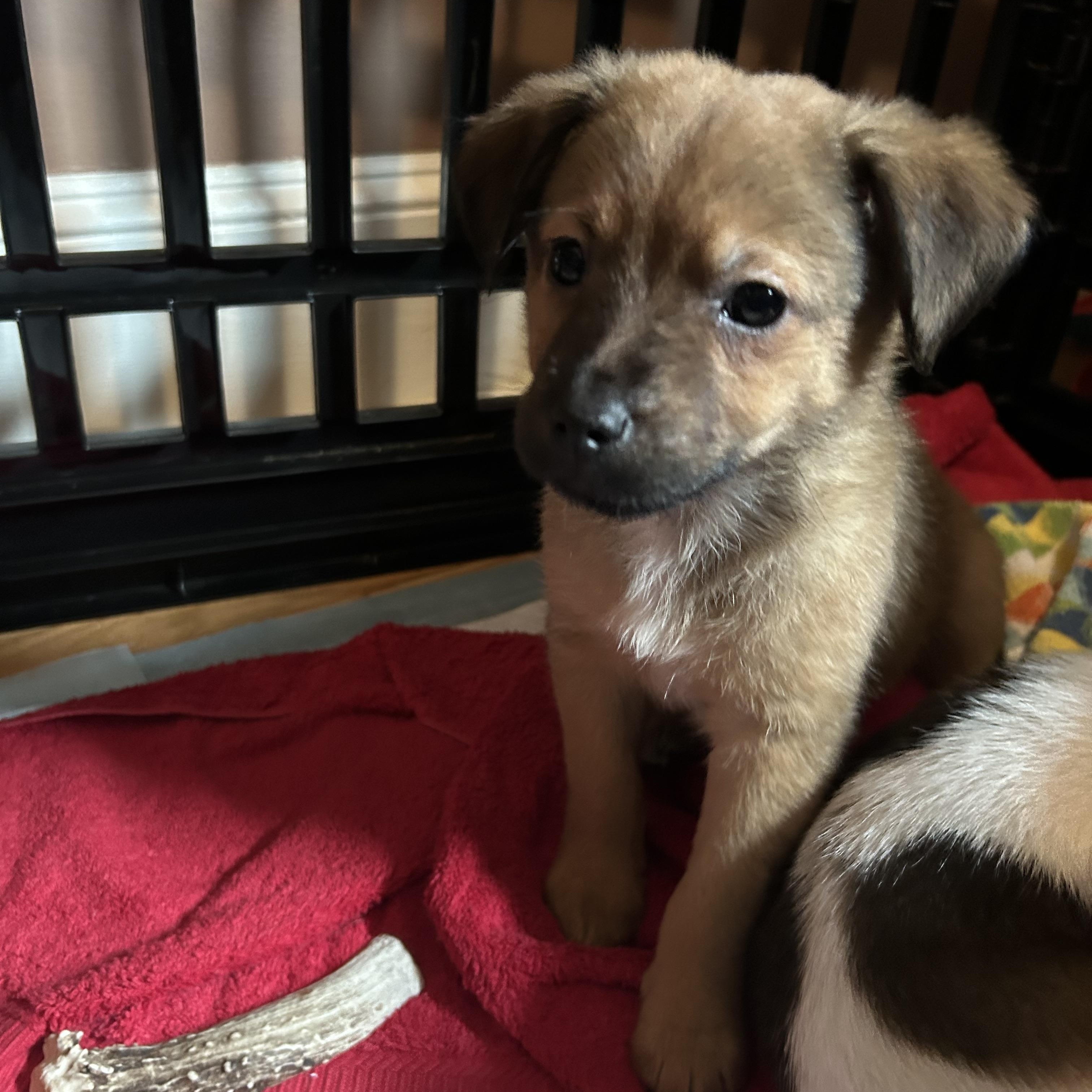 Enlarge Bowflex, a Adoptable mixed breed in Rock Hill, SC image 3/4