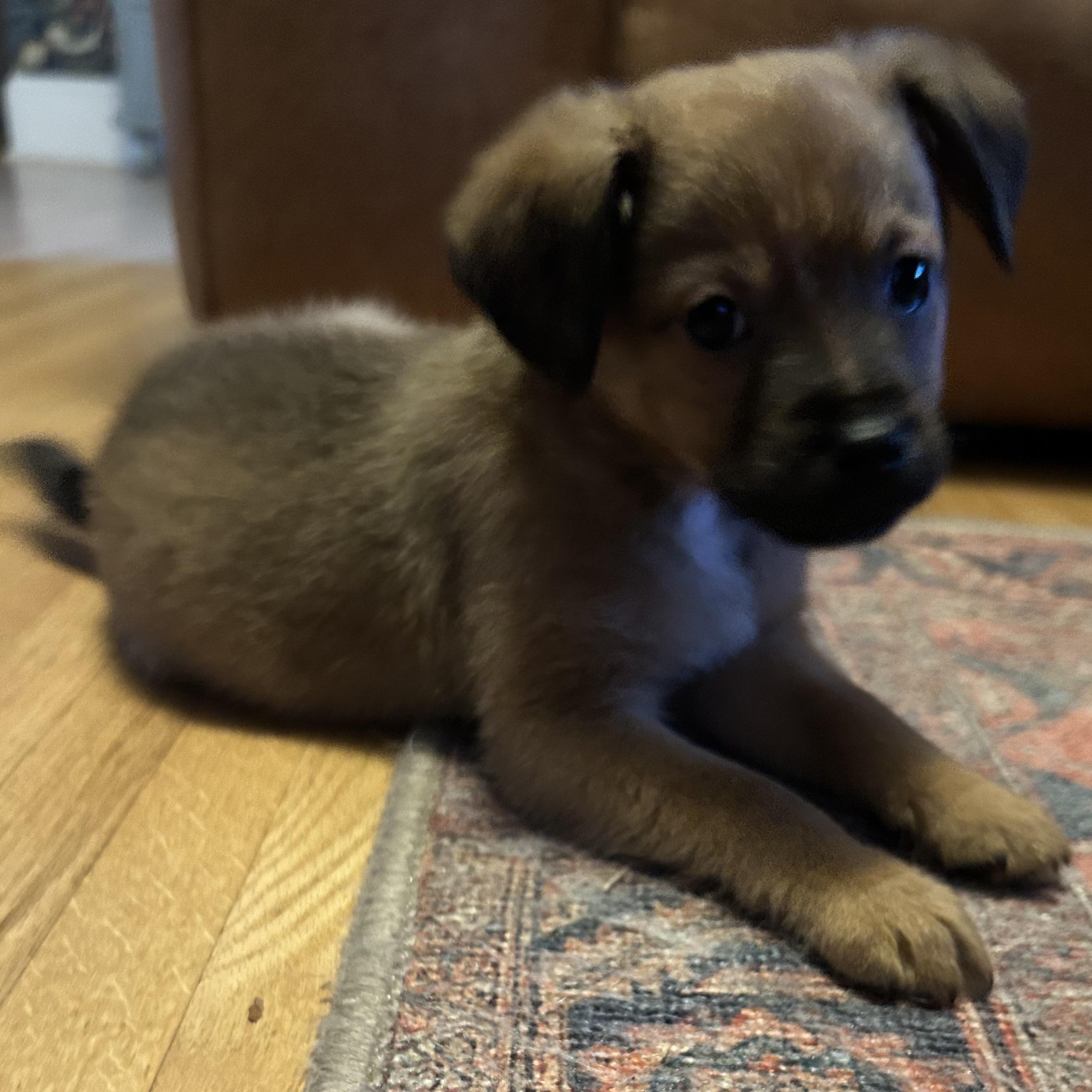 Enlarge Bowflex, a Adoptable mixed breed in Rock Hill, SC image 2/4