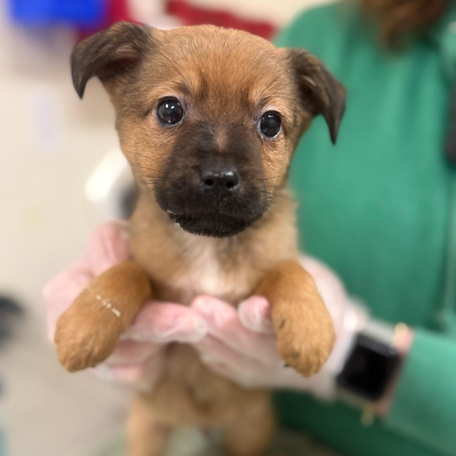 Bowflex, Adoptable, Puppy Male Beagle.