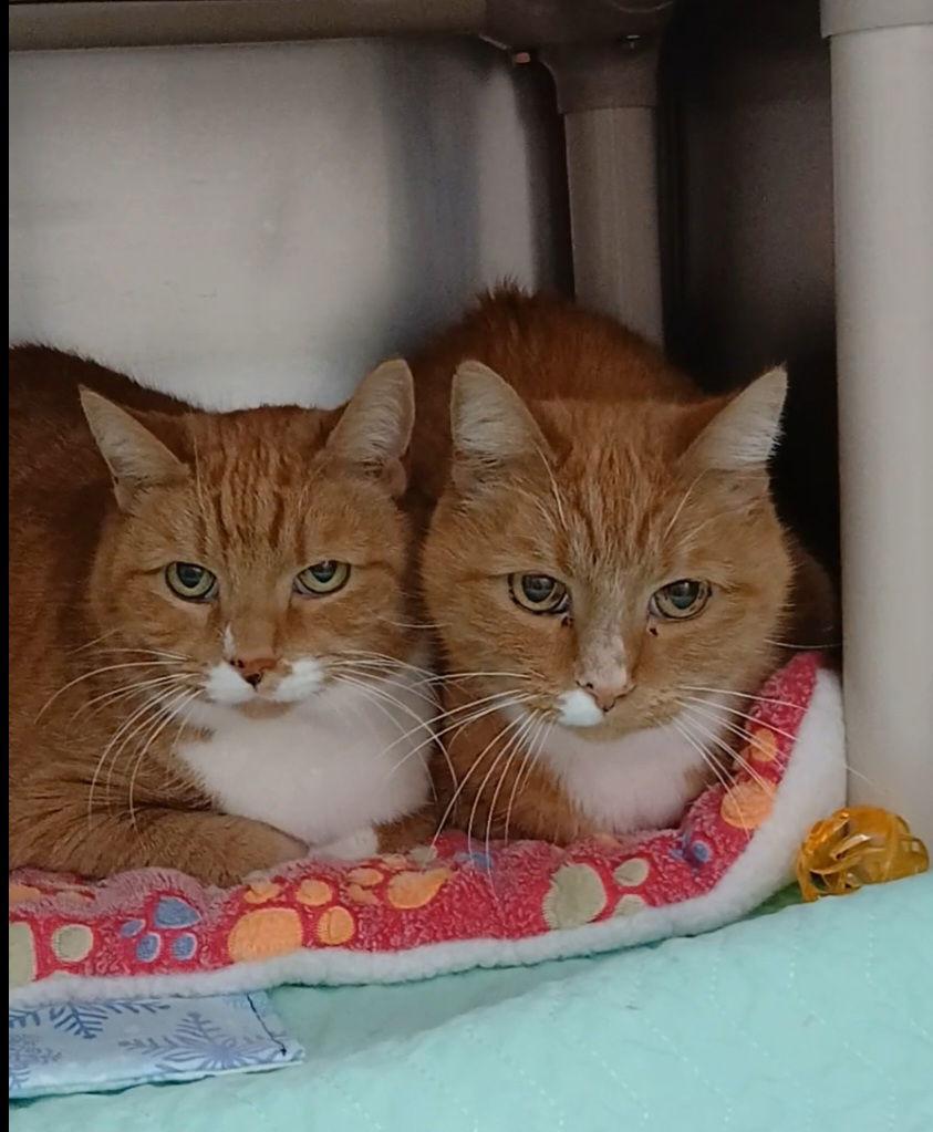 Charlie in the Box, Adoptable, Adult Male Tabby & Domestic Short Hair.
