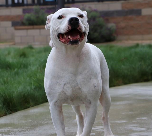 Enlarge OLLIE, a Adoptable Pit Bull Terrier in San Luis Obispo, CA image 1/1