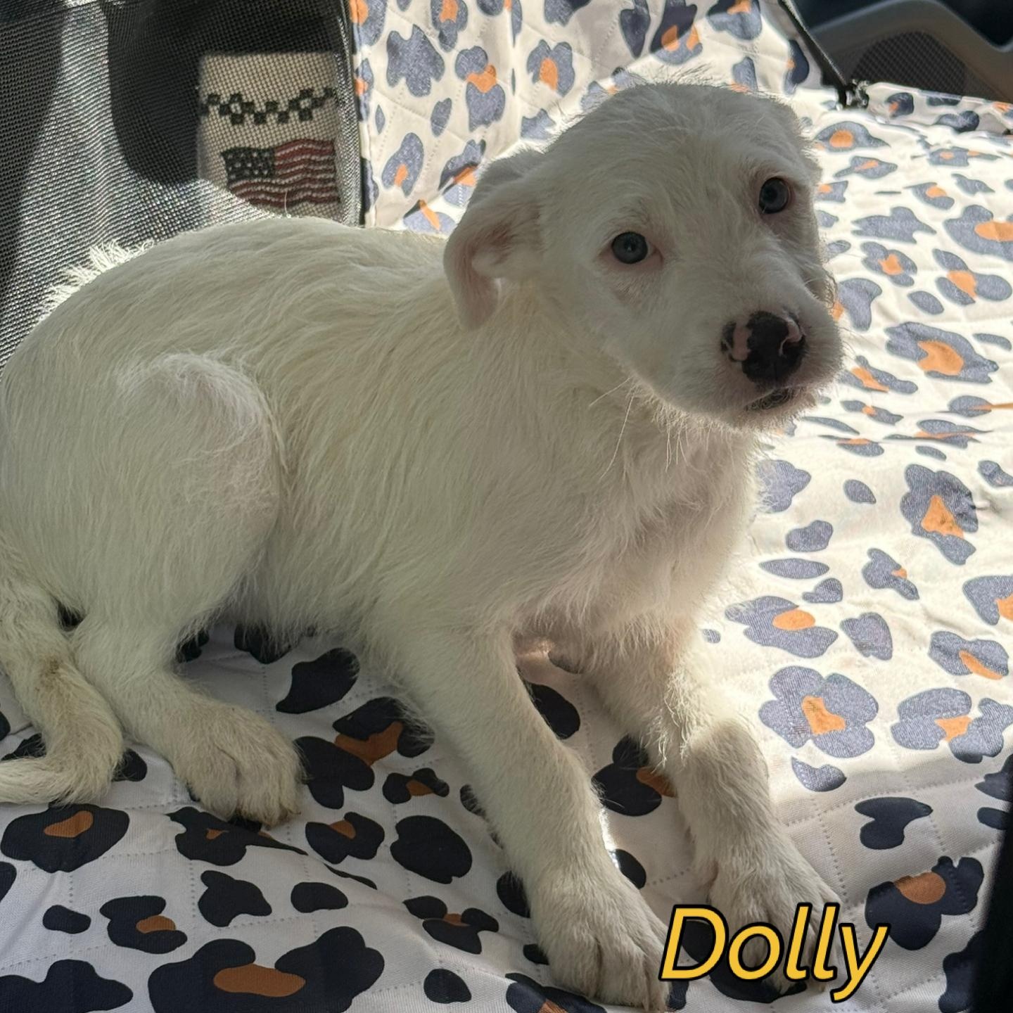 Dolly, an adopted mixed breed in South Bend, IN image 3/4