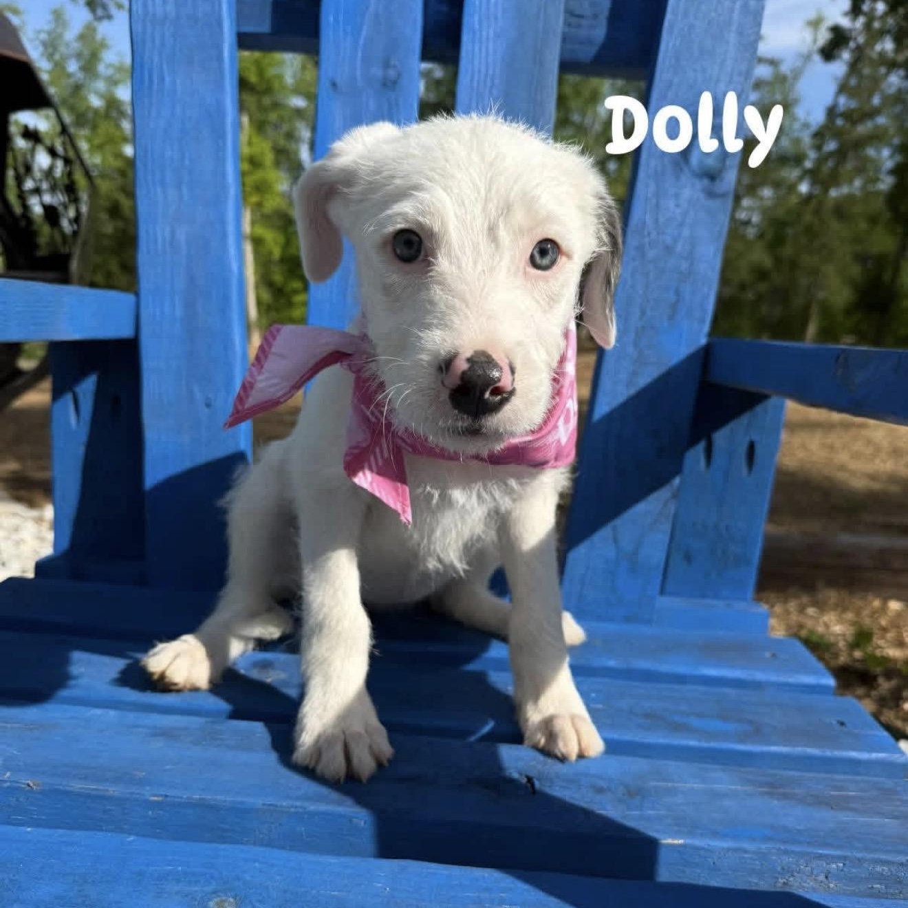 Dolly, an adopted mixed breed in South Bend, IN image 4/4
