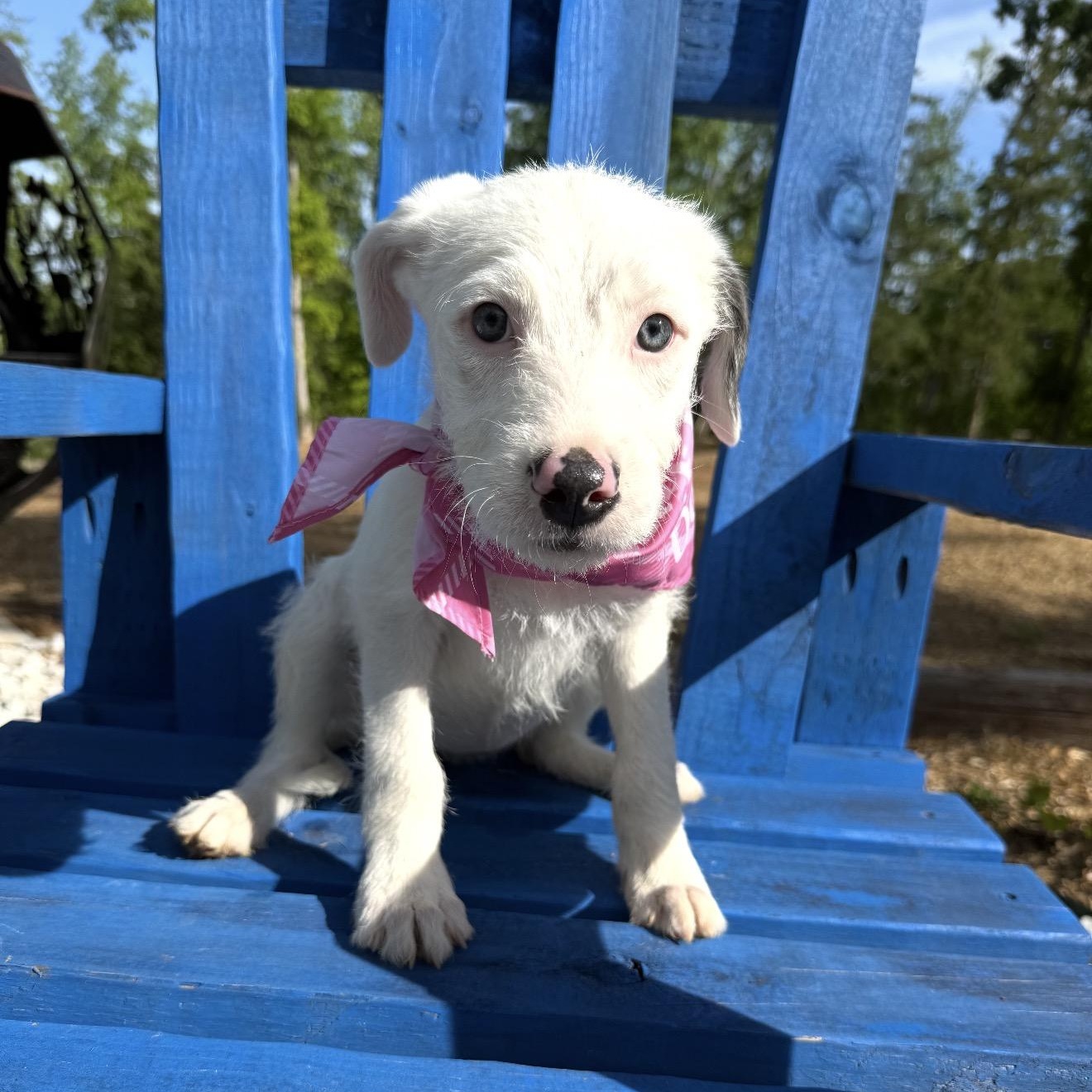 Dolly, adopted, Puppy Female Wirehaired Terrier.