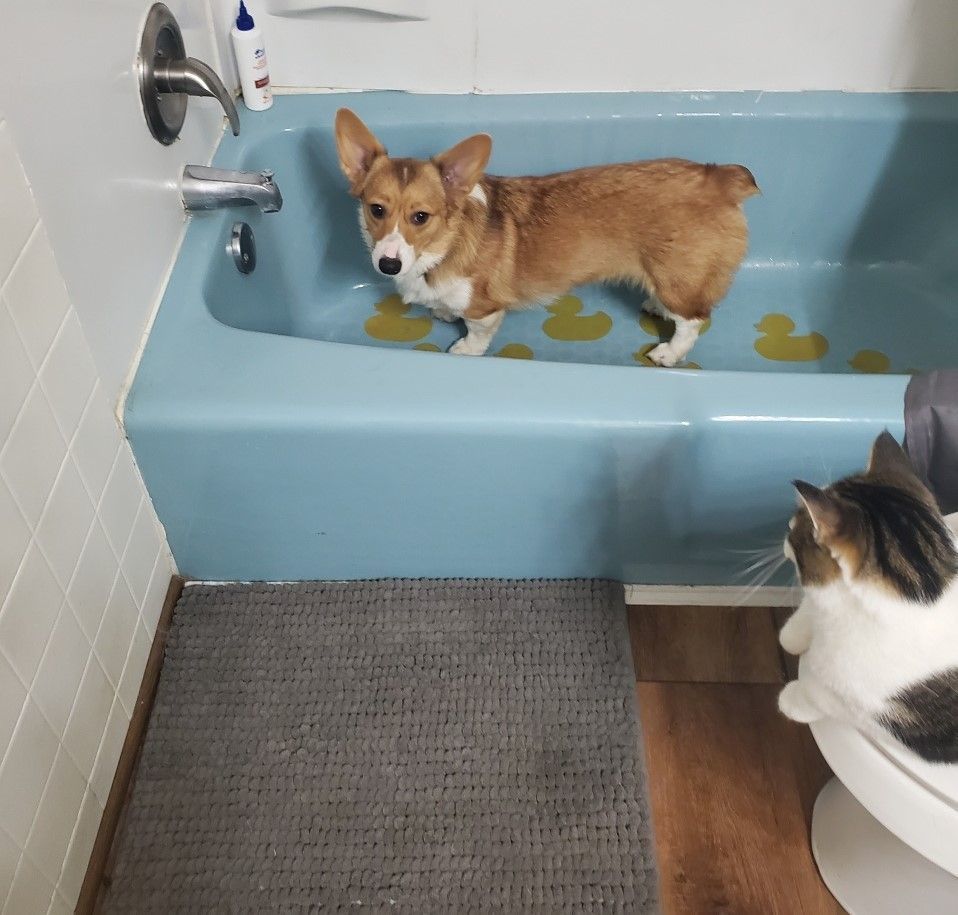 Daisy - ADOPTED!, a Adopted Corgi in Junction City, KS image 1/4