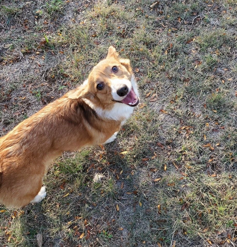 Daisy - ADOPTED!, a Adopted Corgi in Junction City, KS image 2/4