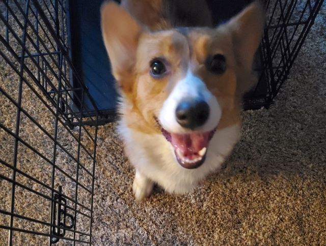 Daisy - ADOPTED!, a Adopted Corgi in Junction City, KS image 3/4