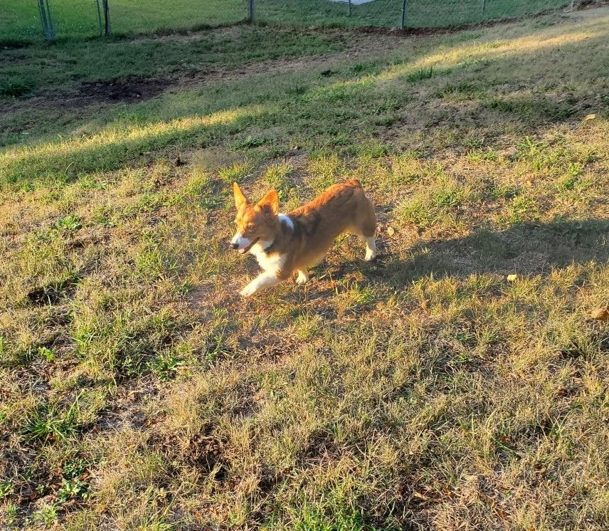 Daisy - ADOPTED!, a Adopted Corgi in Junction City, KS image 4/4