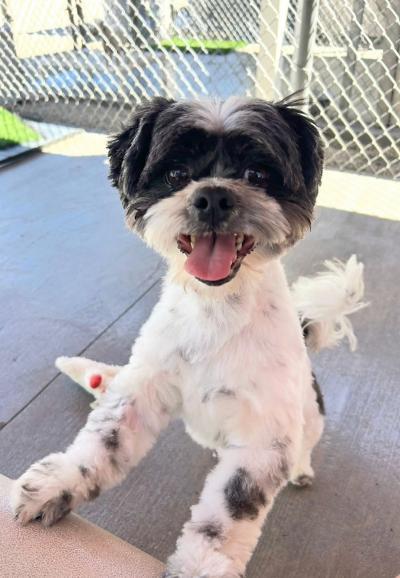 Enlarge Shane, a Adoptable mixed breed in Gardena, CA image 4/4